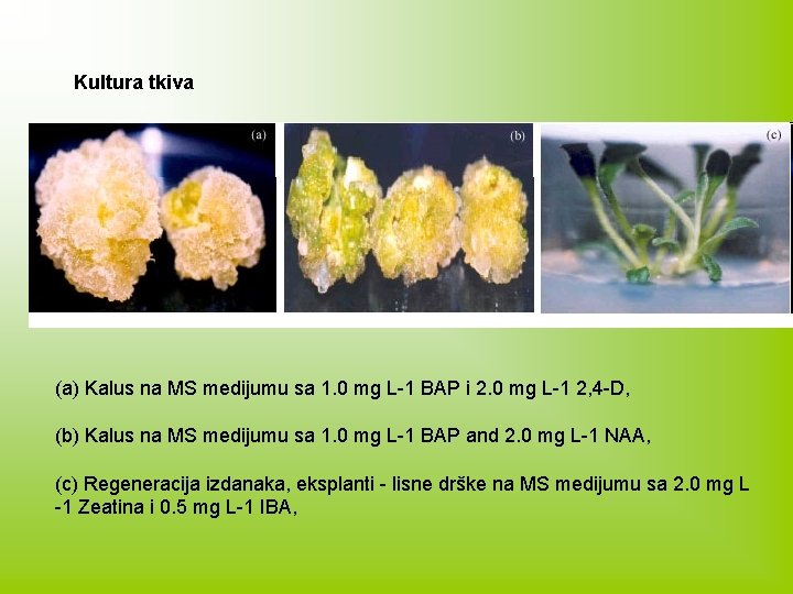 Kultura tkiva (a) Kalus na MS medijumu sa 1. 0 mg L-1 BAP i