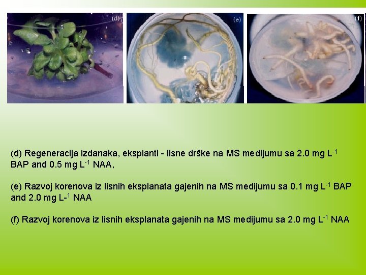 (d) Regeneracija izdanaka, eksplanti - lisne drške na MS medijumu sa 2. 0 mg