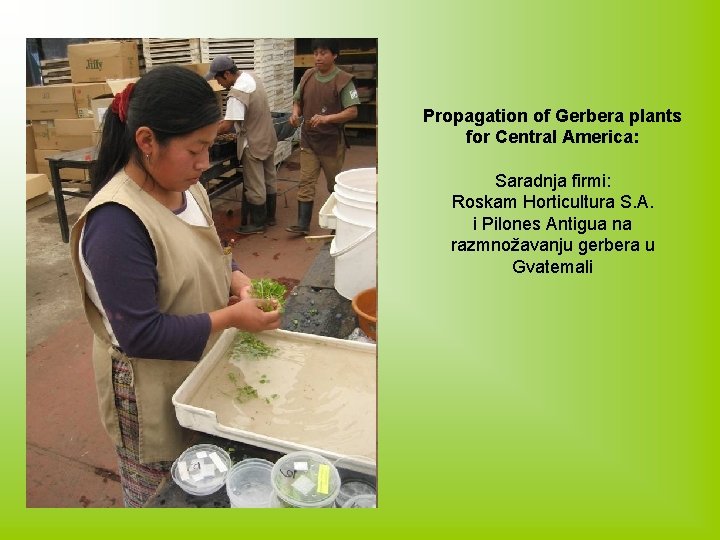 Propagation of Gerbera plants for Central America: Saradnja firmi: Roskam Horticultura S. A. i