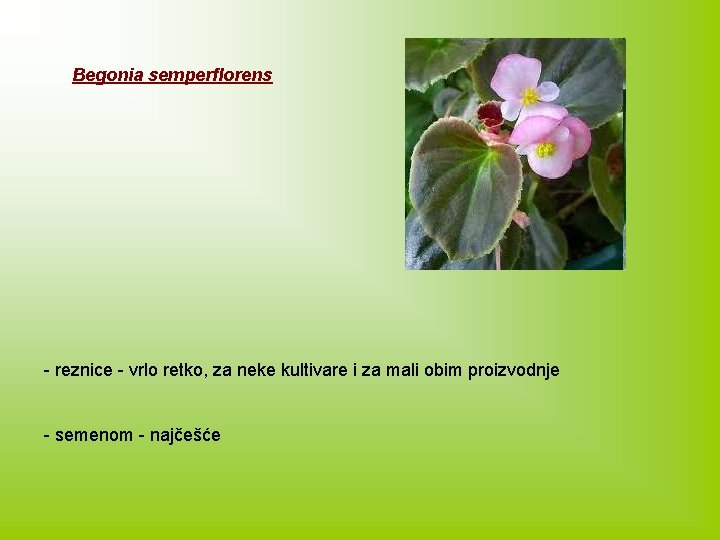 Begonia semperflorens - reznice - vrlo retko, za neke kultivare i za mali obim