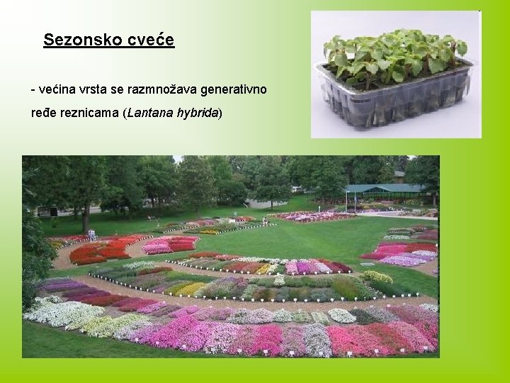 Sezonsko cveće - većina vrsta se razmnožava generativno ređe reznicama (Lantana hybrida) 