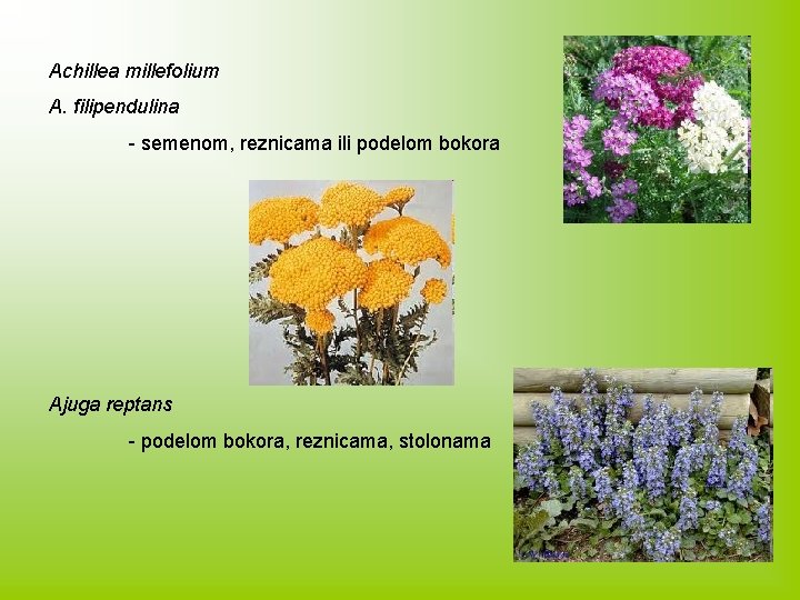 Achillea millefolium A. filipendulina - semenom, reznicama ili podelom bokora Ajuga reptans - podelom