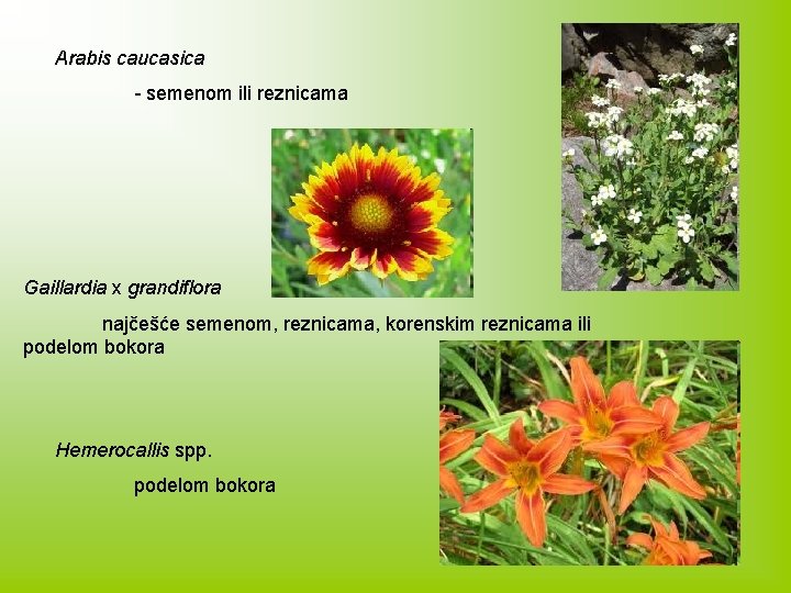Arabis caucasica - semenom ili reznicama Gaillardia x grandiflora najčešće semenom, reznicama, korenskim reznicama