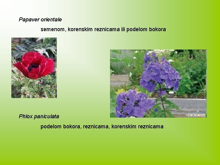 Papaver orientale semenom, korenskim reznicama ili podelom bokora Phlox paniculata podelom bokora, reznicama, korenskim