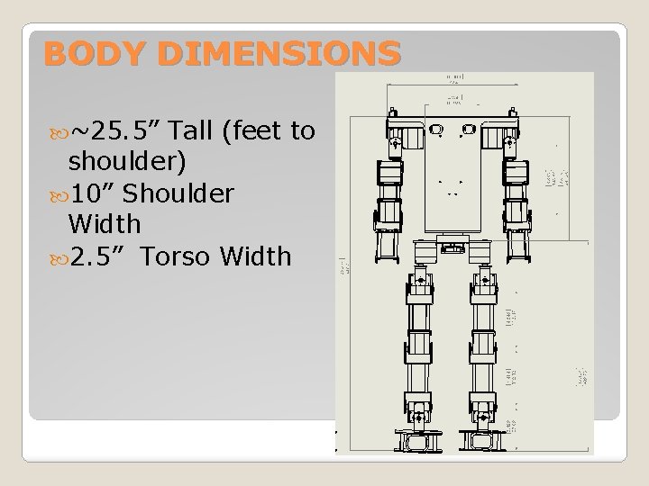 BODY DIMENSIONS ~25. 5” Tall (feet to shoulder) 10” Shoulder Width 2. 5” Torso