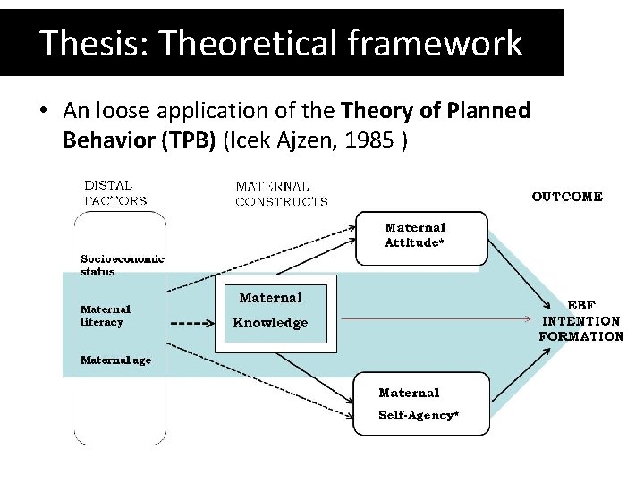 Thesis: Theoretical framework • An loose application of the Theory of Planned Behavior (TPB)