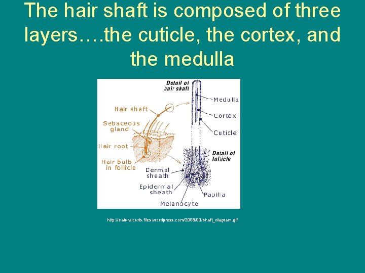 The hair shaft is composed of three layers…. the cuticle, the cortex, and the