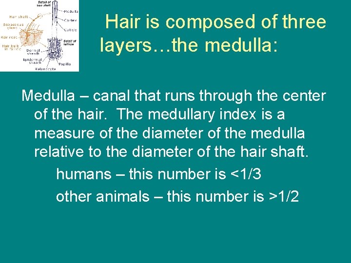 Hair is composed of three layers…the medulla: Medulla – canal that runs through the