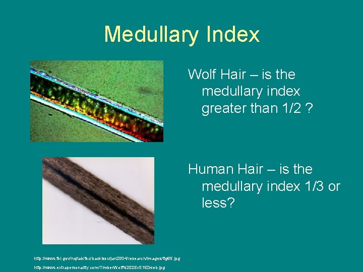 Medullary Index Wolf Hair – is the medullary index greater than 1/2 ? Human