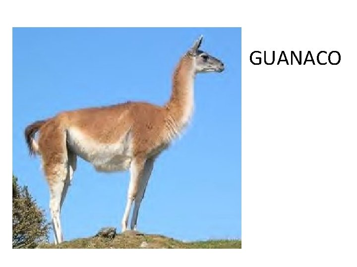 GUANACO 