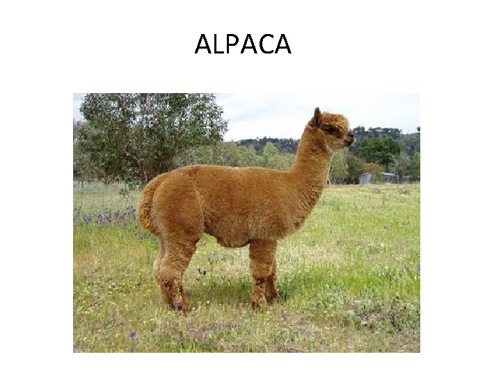 ALPACA 