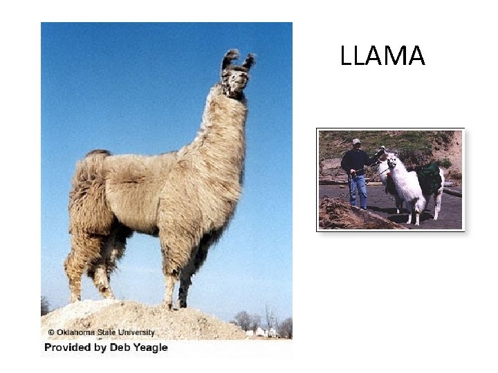 LLAMA 