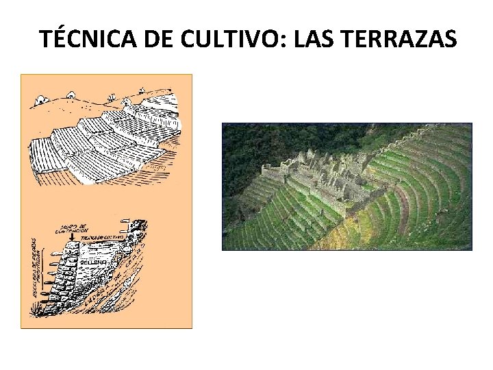 TÉCNICA DE CULTIVO: LAS TERRAZAS 