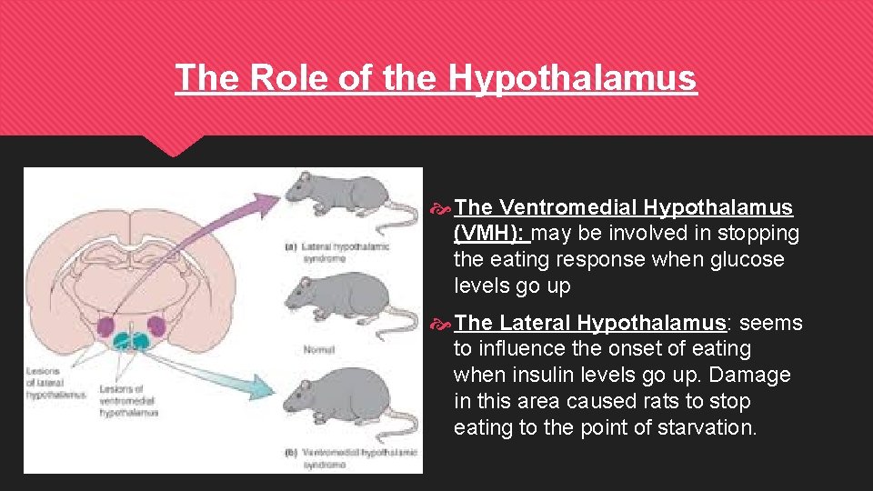The Role of the Hypothalamus The Ventromedial Hypothalamus (VMH): may be involved in stopping