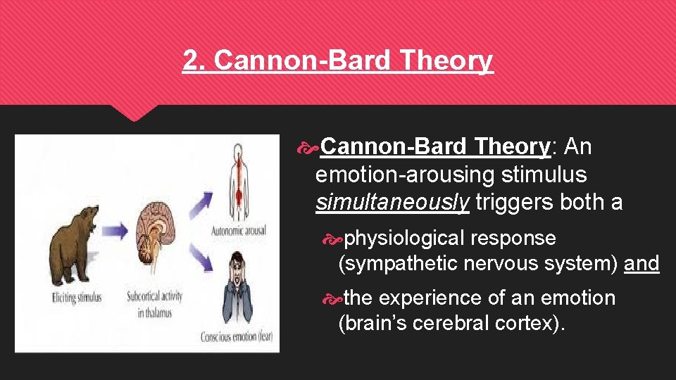 2. Cannon-Bard Theory: An emotion-arousing stimulus simultaneously triggers both a physiological response (sympathetic nervous