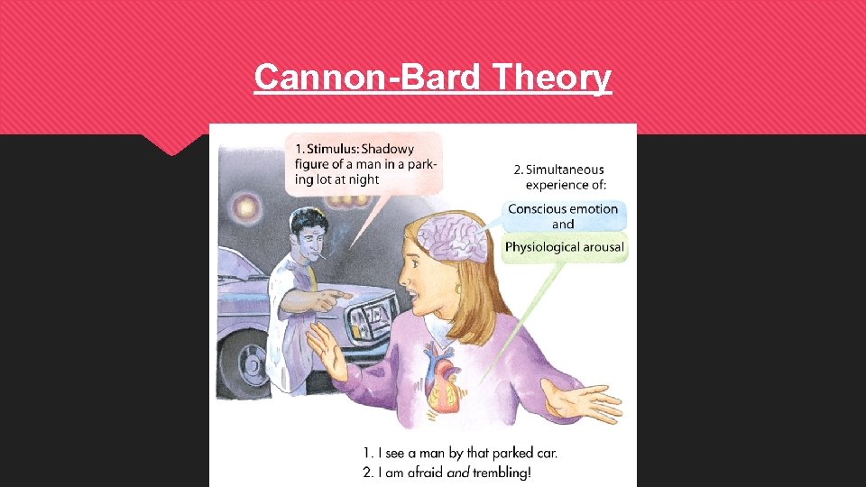 Cannon-Bard Theory 