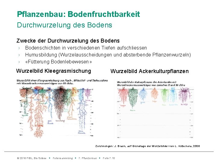 Pflanzenbau: Bodenfruchtbarkeit Durchwurzelung des Bodens Zwecke der Durchwurzelung des Bodens › › › Bodenschichten