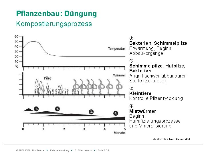 Pflanzenbau: Düngung Kompostierungsprozess Bakterien, Schimmelpilze Erwärmung, Beginn Abbauvorgänge Schimmelpilze, Hutpilze, Bakterien Angriff schwer abbaubarer