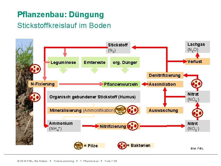 Pflanzenbau: Düngung Stickstoffkreislauf im Boden Lachgas (N 2 O) Stickstoff (N 2) Leguminose Erntereste