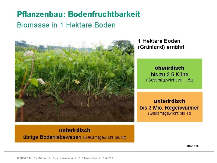 Pflanzenbau: Bodenfruchtbarkeit Biomasse in 1 Hektare Boden (Grünland) ernährt oberirdisch bis zu 2. 5