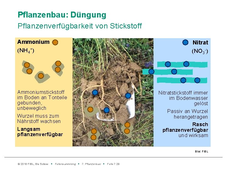 Pflanzenbau: Düngung Pflanzenverfügbarkeit von Stickstoff Ammonium (NH 4+) Ammoniumstickstoff im Boden an Tonteile gebunden,