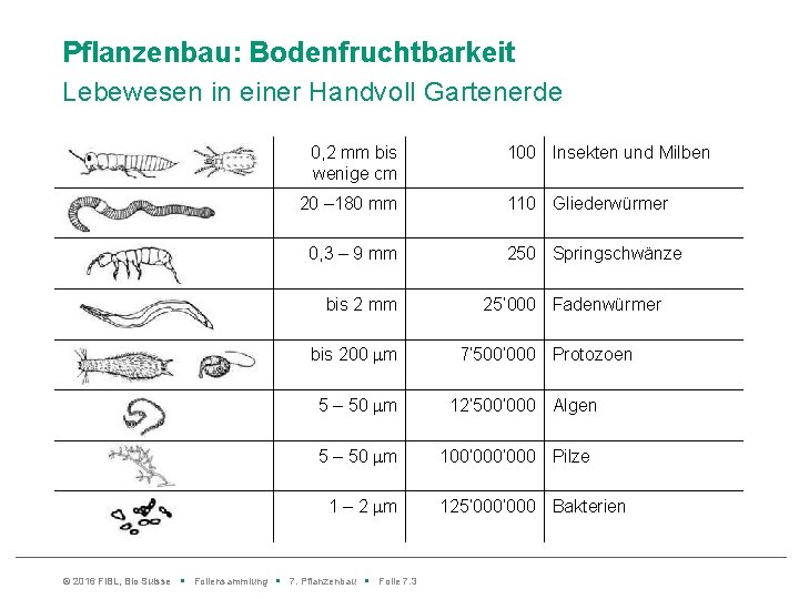 Pflanzenbau: Bodenfruchtbarkeit Lebewesen in einer Handvoll Gartenerde 0, 2 mm bis wenige cm 20