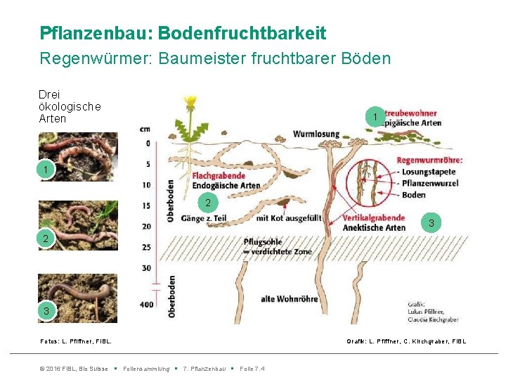 Pflanzenbau: Bodenfruchtbarkeit Regenwürmer: Baumeister fruchtbarer Böden Drei ökologische Arten 1 1 2 3 Fotos: