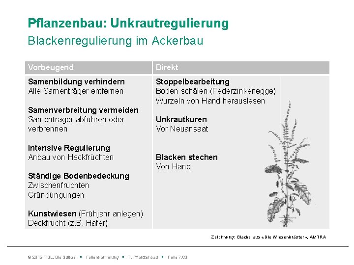 Pflanzenbau: Unkrautregulierung Blackenregulierung im Ackerbau Vorbeugend Direkt Samenbildung verhindern Alle Samenträger entfernen Stoppelbearbeitung Boden