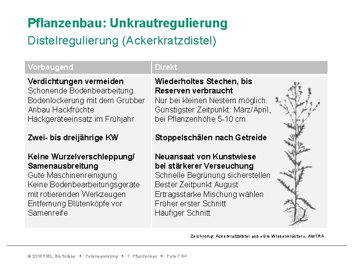 Pflanzenbau: Unkrautregulierung Distelregulierung (Ackerkratzdistel) Vorbeugend Direkt Verdichtungen vermeiden Schonende Bodenbearbeitung Bodenlockerung mit dem Grubber