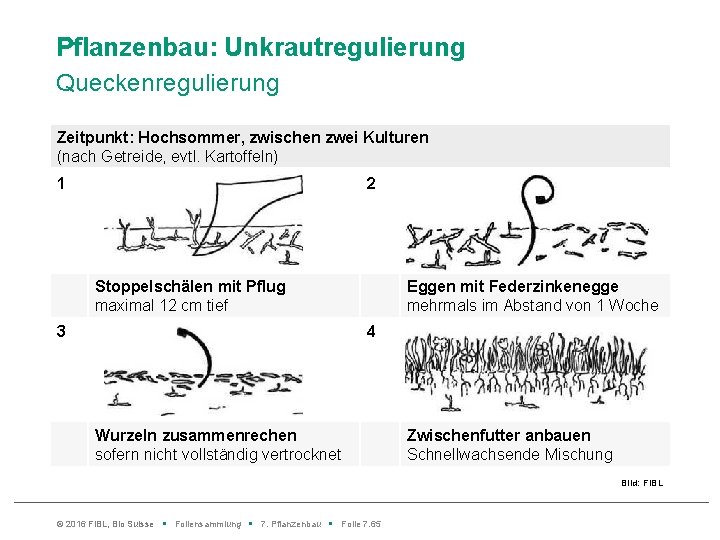 Pflanzenbau: Unkrautregulierung Queckenregulierung Zeitpunkt: Hochsommer, zwischen zwei Kulturen (nach Getreide, evtl. Kartoffeln) 1 2