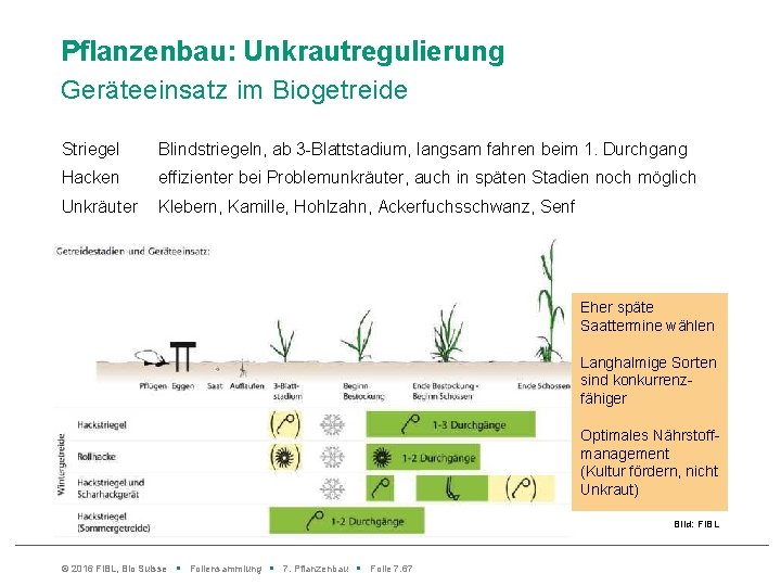 Pflanzenbau: Unkrautregulierung Geräteeinsatz im Biogetreide Striegel Blindstriegeln, ab 3 -Blattstadium, langsam fahren beim 1.