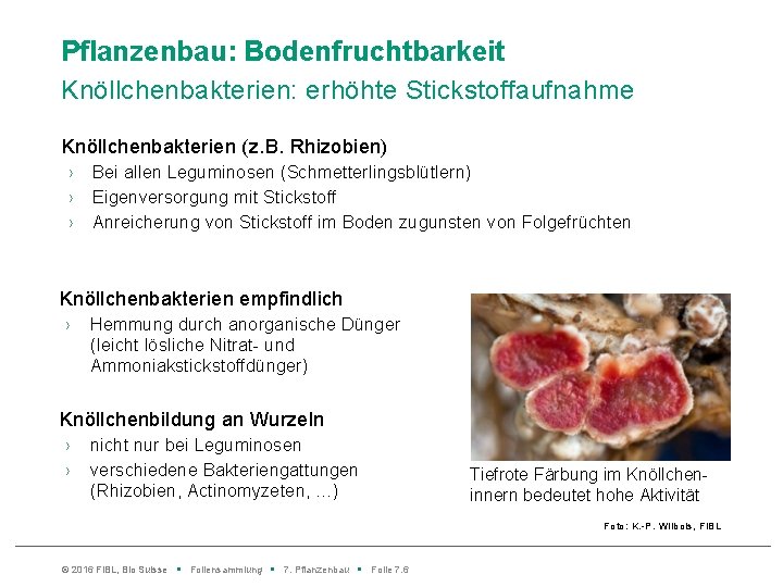 Pflanzenbau: Bodenfruchtbarkeit Knöllchenbakterien: erhöhte Stickstoffaufnahme Knöllchenbakterien (z. B. Rhizobien) › › › Bei allen