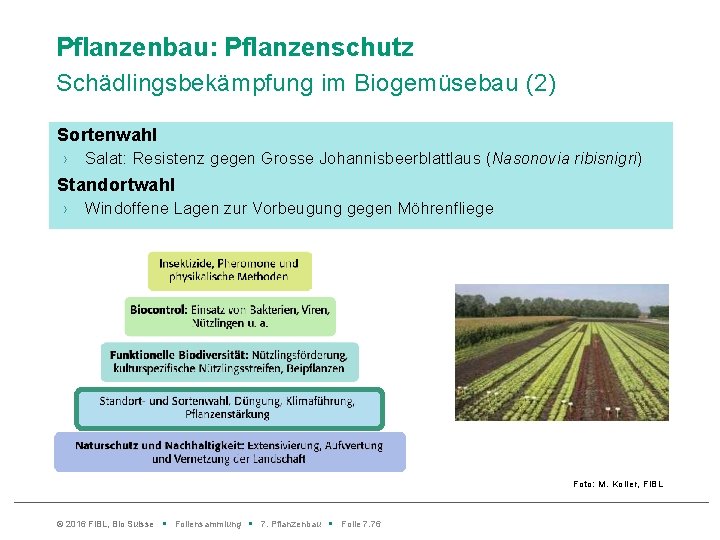 Pflanzenbau: Pflanzenschutz Schädlingsbekämpfung im Biogemüsebau (2) Sortenwahl › Salat: Resistenz gegen Grosse Johannisbeerblattlaus (Nasonovia