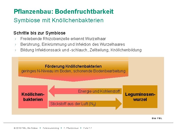 Pflanzenbau: Bodenfruchtbarkeit Symbiose mit Knöllchenbakterien Schritte bis zur Symbiose › › › Freilebende Rhizobienzelle