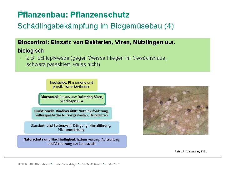 Pflanzenbau: Pflanzenschutz Schädlingsbekämpfung im Biogemüsebau (4) Biocontrol: Einsatz von Bakterien, Viren, Nützlingen u. a.