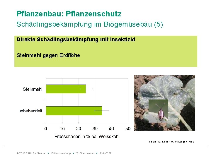 Pflanzenbau: Pflanzenschutz Schädlingsbekämpfung im Biogemüsebau (5) Direkte Schädlingsbekämpfung mit Insektizid Steinmehl gegen Erdflöhe Fotos: