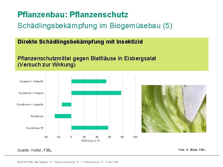 Pflanzenbau: Pflanzenschutz Schädlingsbekämpfung im Biogemüsebau (5) Direkte Schädlingsbekämpfung mit Insektizid Pflanzenschutzmittel gegen Blattläuse in