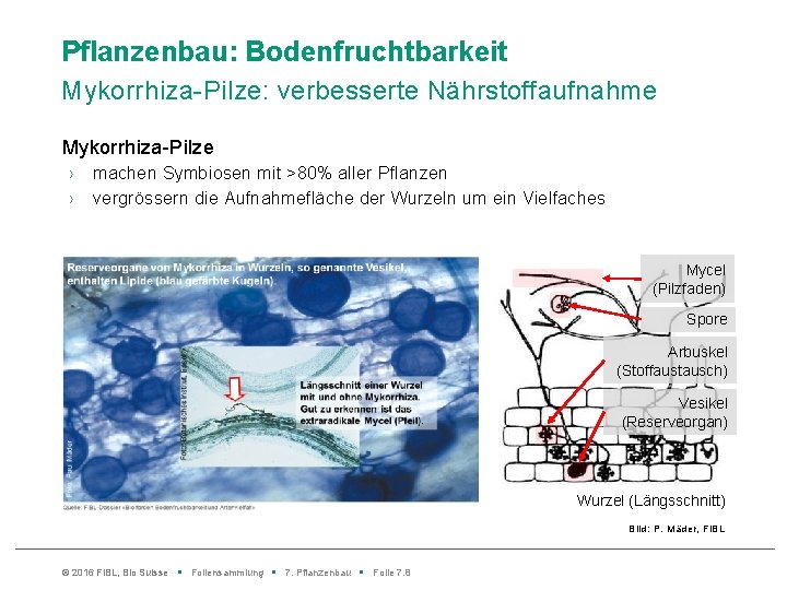 Pflanzenbau: Bodenfruchtbarkeit Mykorrhiza-Pilze: verbesserte Nährstoffaufnahme Mykorrhiza-Pilze › › machen Symbiosen mit >80% aller Pflanzen