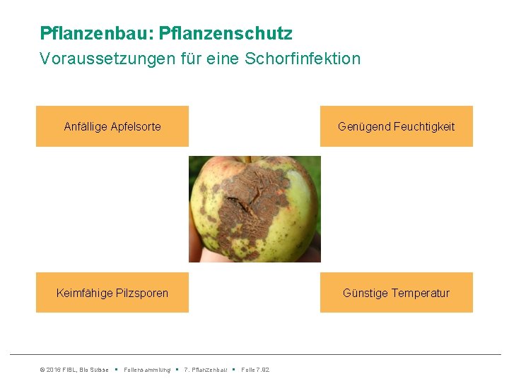 Pflanzenbau: Pflanzenschutz Voraussetzungen für eine Schorfinfektion Anfällige Apfelsorte Genügend Feuchtigkeit Keimfähige Pilzsporen Günstige Temperatur