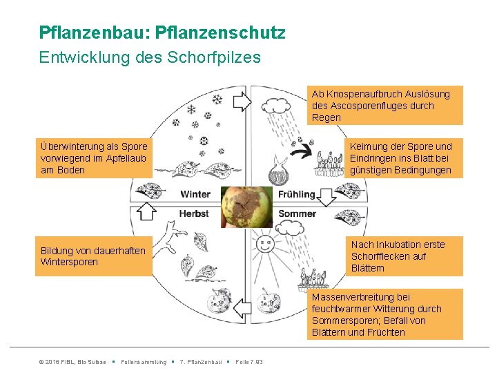 Pflanzenbau: Pflanzenschutz Entwicklung des Schorfpilzes Ab Knospenaufbruch Auslösung des Ascosporenfluges durch Regen Überwinterung als