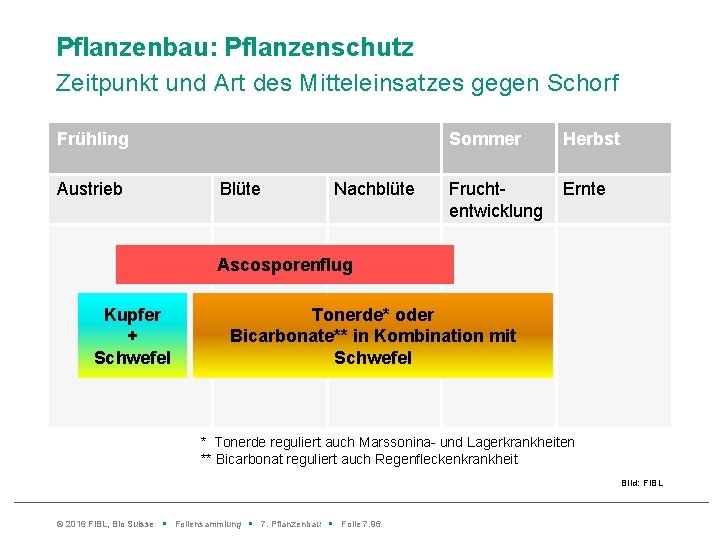 Pflanzenbau: Pflanzenschutz Zeitpunkt und Art des Mitteleinsatzes gegen Schorf Frühling Austrieb Blüte Nachblüte Sommer