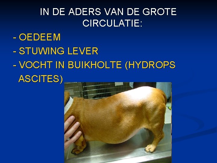 IN DE ADERS VAN DE GROTE CIRCULATIE: - OEDEEM - STUWING LEVER - VOCHT