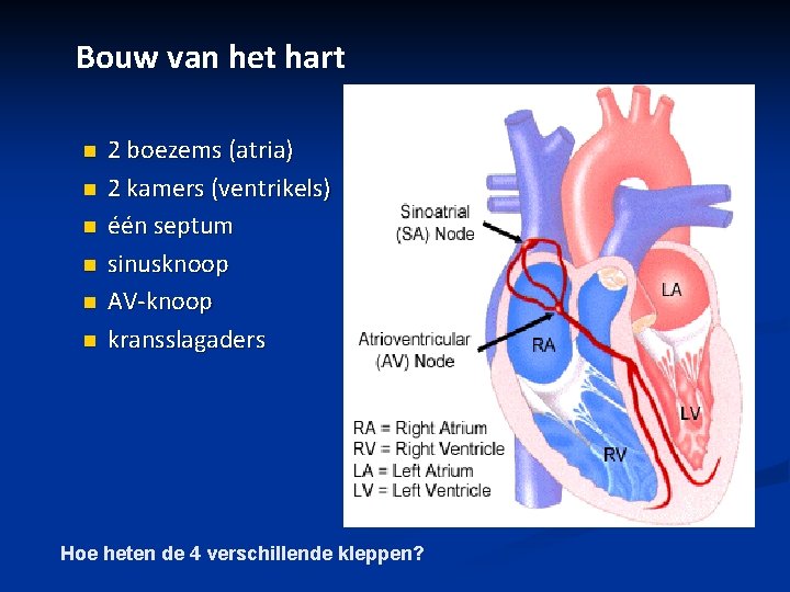 Bouw van het hart n n n 2 boezems (atria) 2 kamers (ventrikels) één