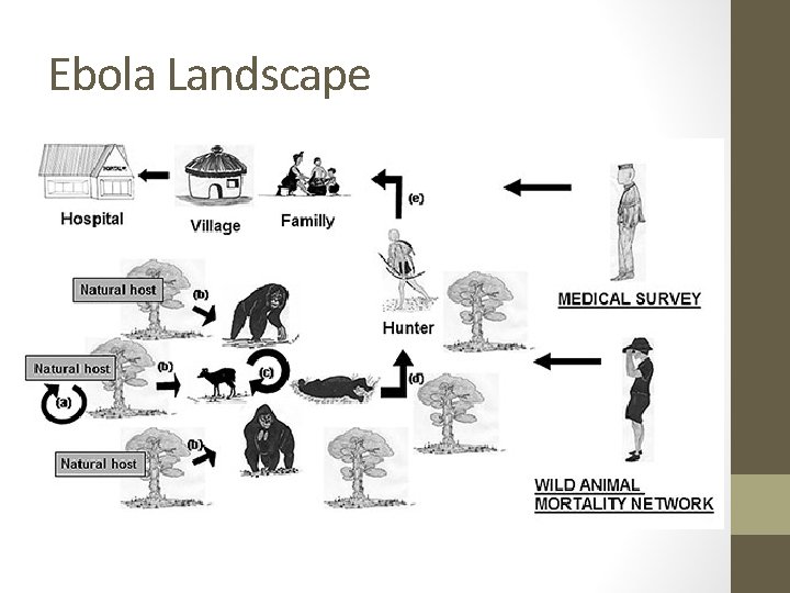 Ebola Landscape 