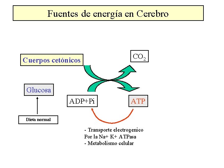 Fuentes de energía en Cerebro CO 2 Cuerpos cetónicos Glucosa ADP+Pi ATP Dieta normal