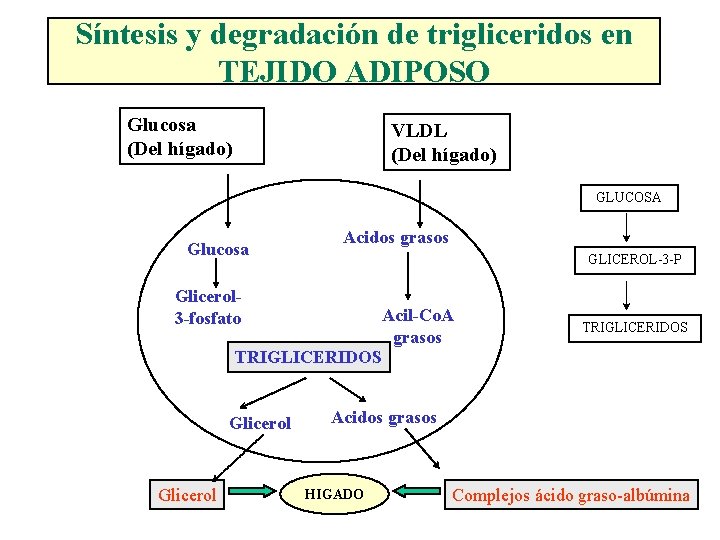 Síntesis y degradación de trigliceridos en TEJIDO ADIPOSO Glucosa (Del hígado) VLDL (Del hígado)