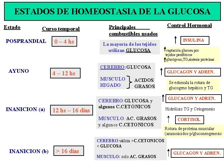 ESTADOS DE HOMEOSTASIA DE LA GLUCOSA Estado Curso temporal POSPRANDIAL AYUNO INANICION (a) 0