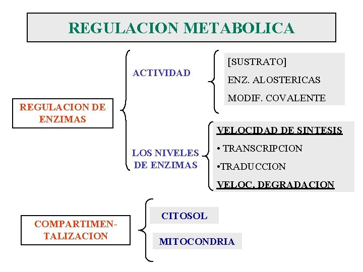 REGULACION METABOLICA [SUSTRATO] ACTIVIDAD ENZ. ALOSTERICAS MODIF. COVALENTE REGULACION DE ENZIMAS VELOCIDAD DE SINTESIS