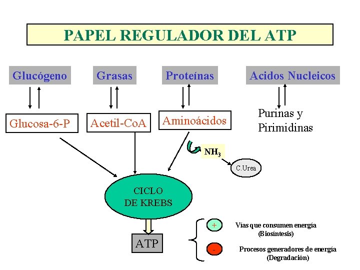 PAPEL REGULADOR DEL ATP Glucógeno Glucosa-6 -P Grasas Proteínas Acetil-Co. A Acidos Nucleicos Purinas