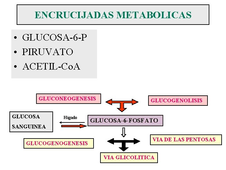 ENCRUCIJADAS METABOLICAS • GLUCOSA-6 -P • PIRUVATO • ACETIL-Co. A GLUCONEOGENESIS GLUCOSA Hígado SANGUINEA
